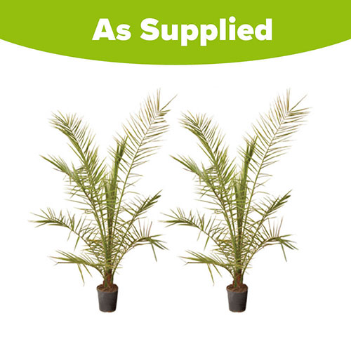 Pair of Phoenix canariensis Canary Island Date Palms Pair of Phoenix canariensis Canary Island Date Palms