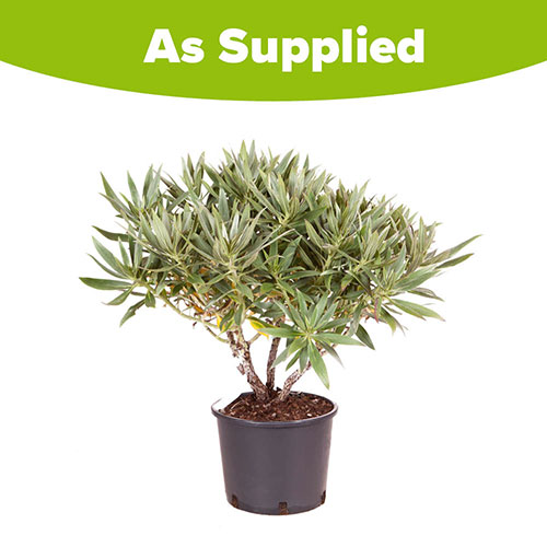 Pride of Madeira Echium candicans Pride of Madeira Echium candicans