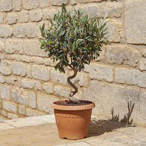 Patio Spiral Stem Olive Tree