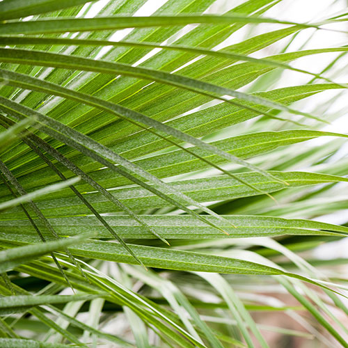 Chamaerops Humilis Fan Palm Chamaerops Humilis Fan Palm