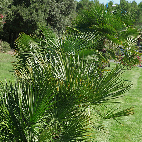 Chamaerops Humilis Fan Palm Chamaerops Humilis Fan Palm