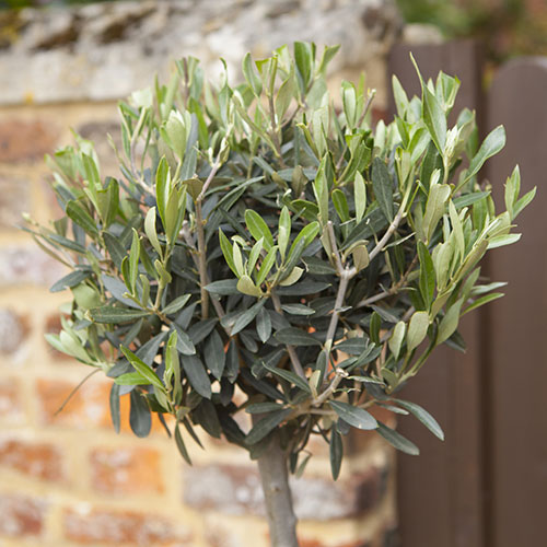 Pair of Olive Tree Standards Pair of Olive Tree Standards