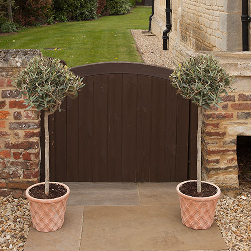 Pair of Olive Tree Standards Pair of Olive Tree Standards