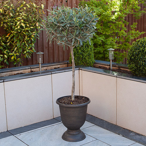Pair of Olive Tree Standards Pair of Olive Tree Standards