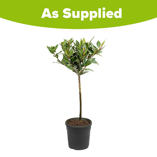 Standard Bay Tree Standard Bay Tree