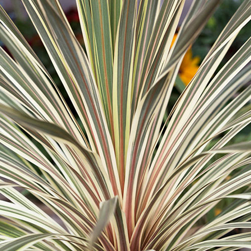 Cordyline australis Torbay Dazzler Cordyline australis Torbay Dazzler