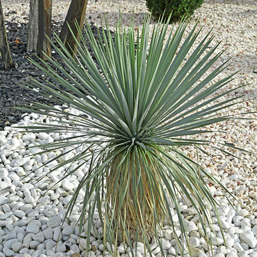 Yucca rostrata