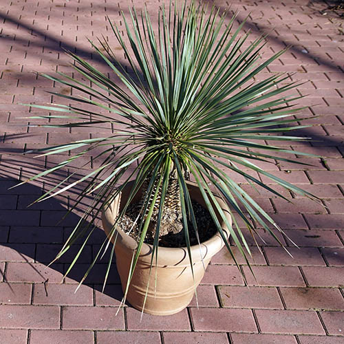 Yucca rostrata Yucca rostrata