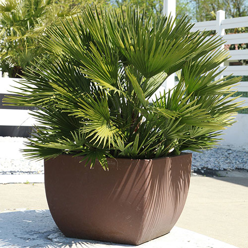 Chamaerops Compact The Volcano Palm