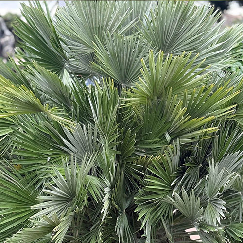 Chamaerops Compact The Volcano Palm Chamaerops Compact The Volcano Palm