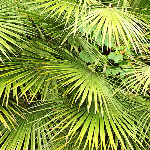 Chamaerops Compact The Volcano Palm Chamaerops Compact The Volcano Palm