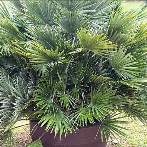 Chamaerops Compact The Volcano Palm Chamaerops Compact The Volcano Palm
