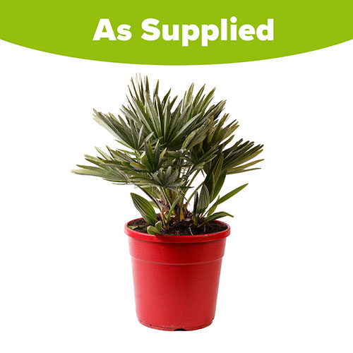 Chamaerops Compact The Volcano Palm Chamaerops Compact The Volcano Palm