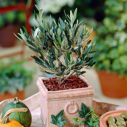 Half Standard Olive Tree Half Standard Olive Tree