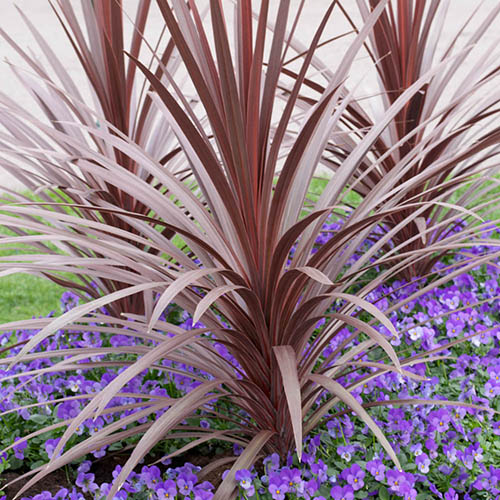 Cordyline australis Red Star