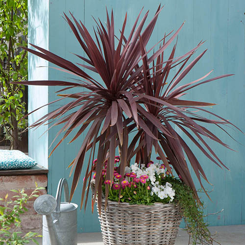 Cordyline australis Red Star Cordyline australis Red Star