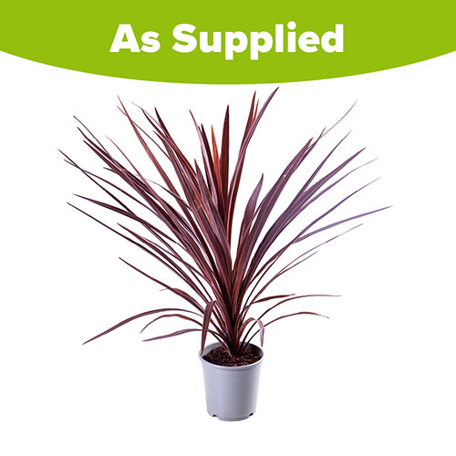 Cordyline australis Red Star Cordyline australis Red Star