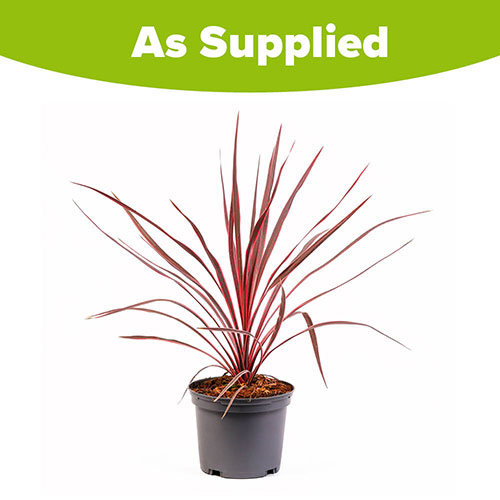 Cordyline Charlie Boy Cordyline Charlie Boy