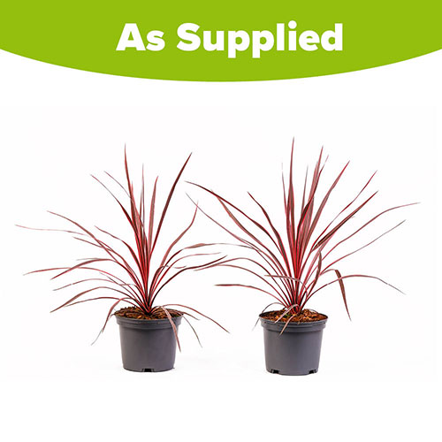 Cordyline Charlie Boy Cordyline Charlie Boy