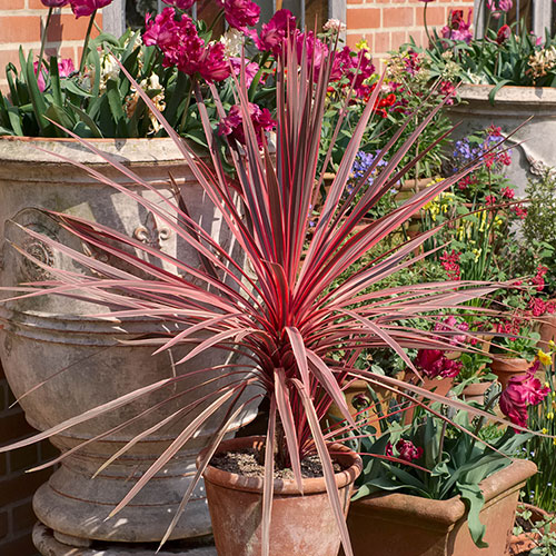 Cordyline Charlie Boy Cordyline Charlie Boy