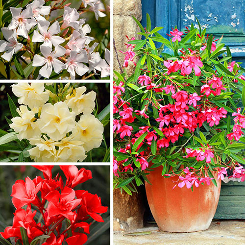 Premium Oleander Bushes - Pink, White, Yellow and Red