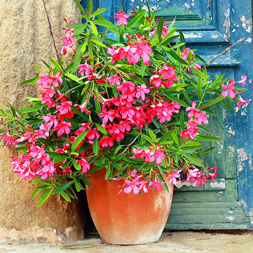 Premium Oleander Bushes - Pink, White, Yellow and Red Premium Oleander Bushes - Pink, White, Yellow and Red