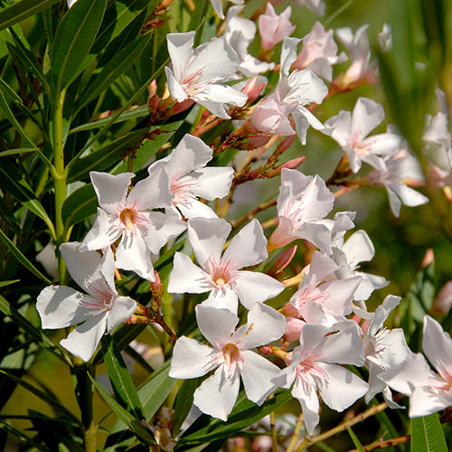 Oleander White Soeur Agnes Bushes Oleander White Soeur Agnes Bushes