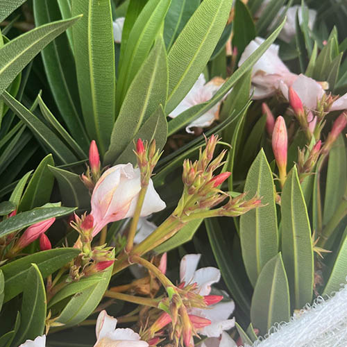 Oleander White Soeur Agnes Bushes Oleander White Soeur Agnes Bushes