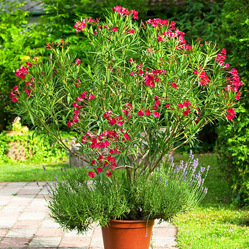Oleander Red Jannoch Bushes Oleander Red Jannoch Bushes
