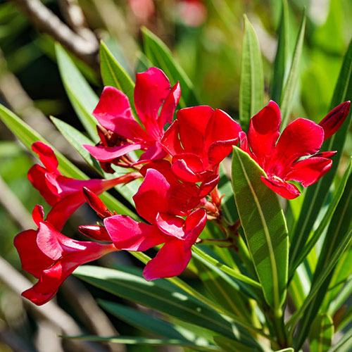 Oleander Red Jannoch Bushes Oleander Red Jannoch Bushes