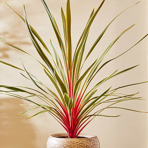 Cordyline Magic Star