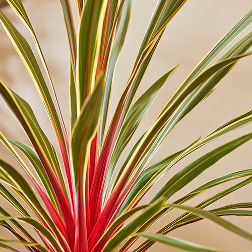 Cordyline Magic Star Cordyline Magic Star
