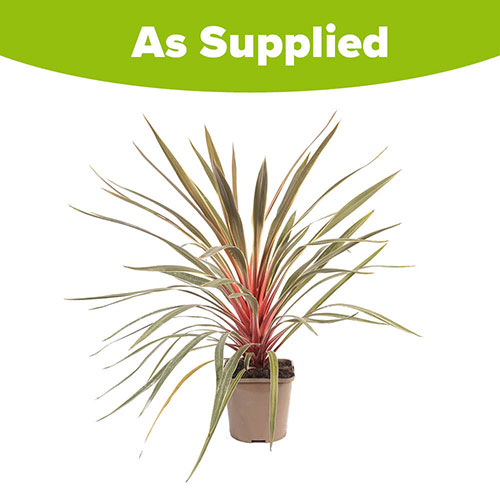 Cordyline Magic Star Cordyline Magic Star