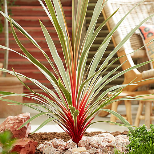 Cordyline Magic Star Cordyline Magic Star
