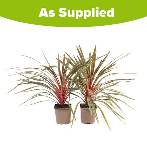 Cordyline Magic Star Cordyline Magic Star