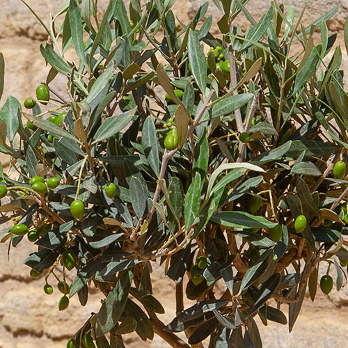 Patio Spiral Stem Olive Tree Patio Spiral Stem Olive Tree
