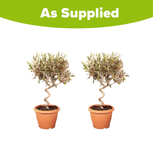 Patio Spiral Stem Olive Tree Patio Spiral Stem Olive Tree