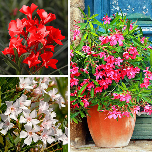 Premium Oleander Bushes - Pink, White and Red Premium Oleander Bushes - Pink, White and Red
