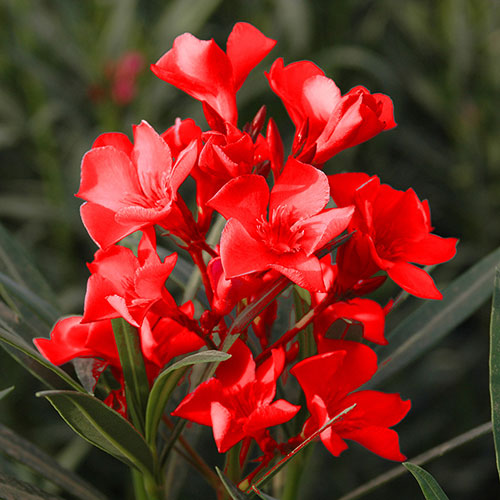 Premium Oleander Bushes - Pink, White and Red Premium Oleander Bushes - Pink, White and Red