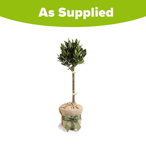 Standard Bay Tree Gift Wrapped Standard Bay Tree Gift Wrapped