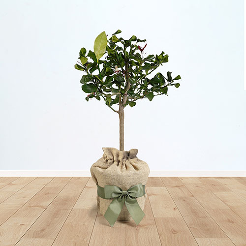 Citrus Lemon Tree Gift Wrapped