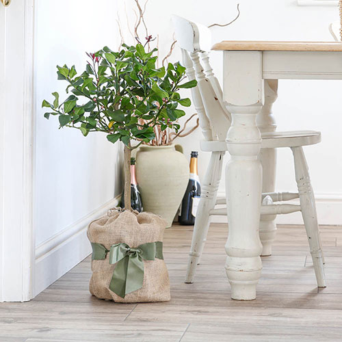Citrus Lemon Tree Gift Wrapped Citrus Lemon Tree Gift Wrapped