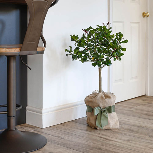 Citrus Lemon Tree Gift Wrapped Citrus Lemon Tree Gift Wrapped