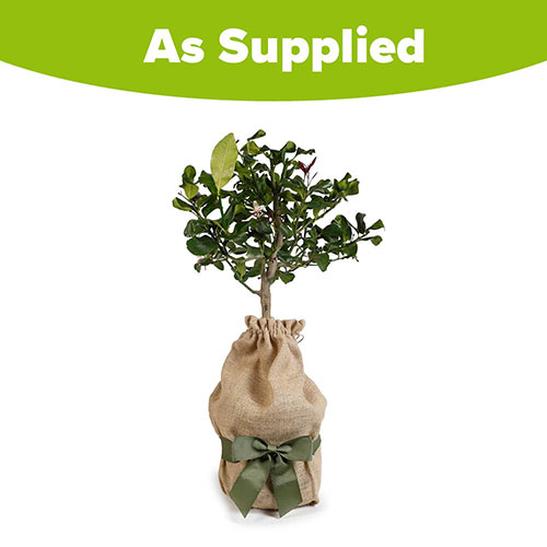 Citrus Lemon Tree Gift Wrapped Citrus Lemon Tree Gift Wrapped