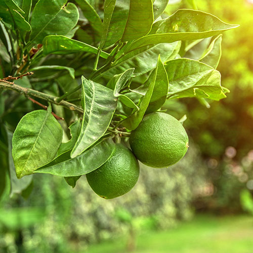 Citrus Lime Tree Gift Wrapped Citrus Lime Tree Gift Wrapped