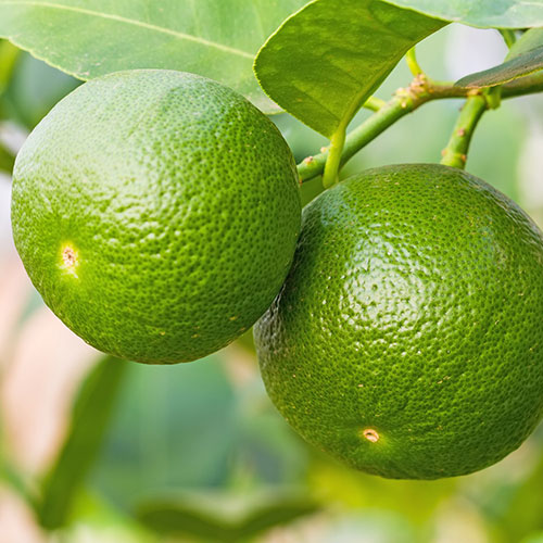 Citrus Lime Tree Gift Wrapped Citrus Lime Tree Gift Wrapped