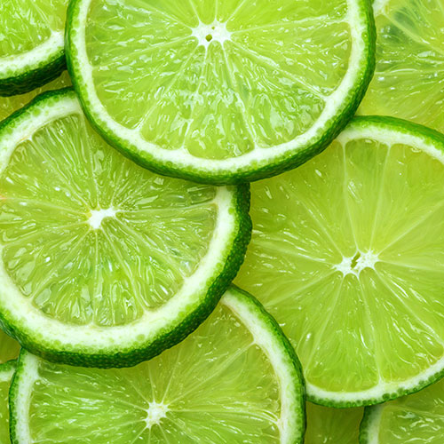 Citrus Lime Tree Gift Wrapped Citrus Lime Tree Gift Wrapped