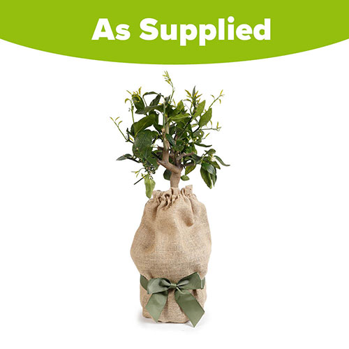 Citrus Lime Tree Gift Wrapped Citrus Lime Tree Gift Wrapped