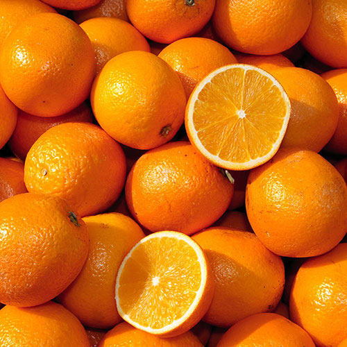 Citrus Orange Fruit Tree Gift Wrapped Citrus Orange Fruit Tree Gift Wrapped