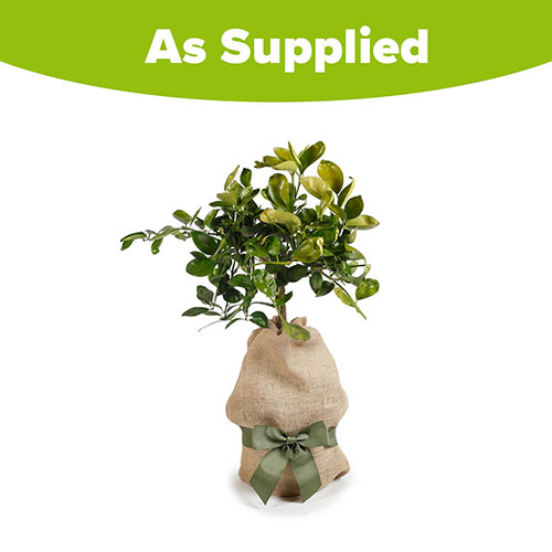Citrus Orange Fruit Tree Gift Wrapped Citrus Orange Fruit Tree Gift Wrapped